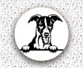 Whippet_FCI162.jpg
